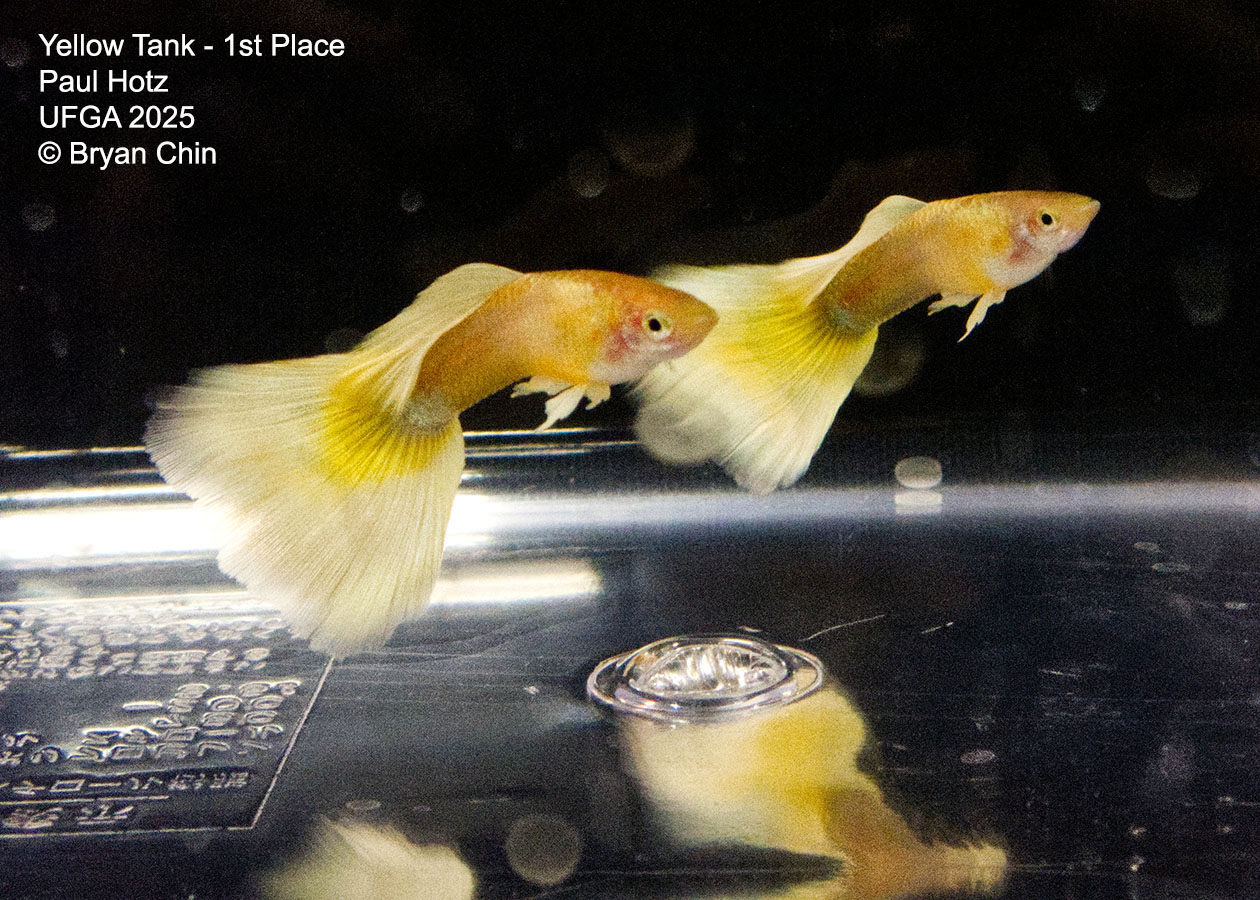 Guppy Yellow